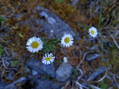 Erigeron morrisonensis morrisonensis