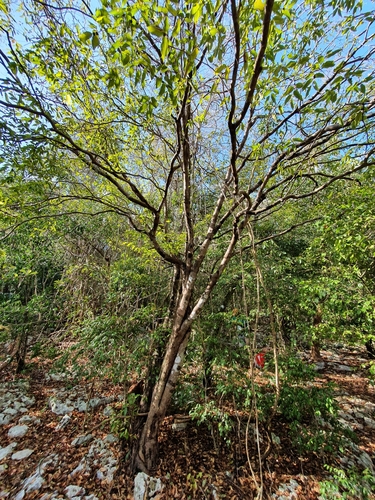 Savia sessiliflora, photograph 4