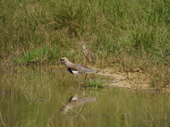 Butorides striata