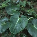 Philodendron ornatum - Photo (c) henrycc, algunos derechos reservados (CC BY-NC)