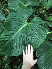 Philodendron ornatum