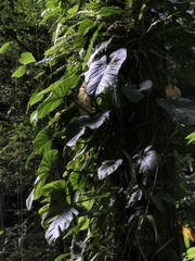 Philodendron ornatum