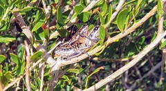 Monistria pustulifera