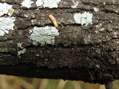 Kalotermitidae