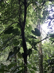 Philodendron ornatum