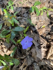 Vinca minor