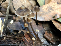 Mycena albidofusca