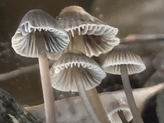 Mycena albidofusca