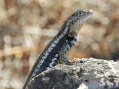 Microlophus bivittatus