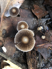 Mycena albidofusca