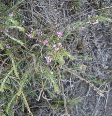 Muraltia barkerae