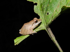 Pristimantis malkini