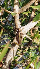 Monistria pustulifera