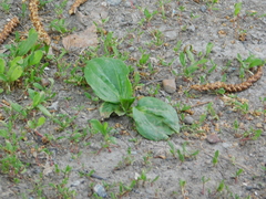 Plantago major