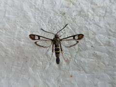 Synanthedon conopiformis