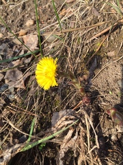 Tussilago farfara