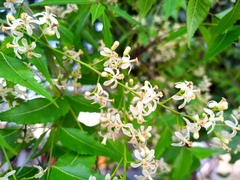 Azadirachta indica