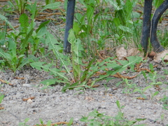 Taraxacum officinale