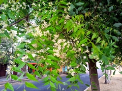 Azadirachta indica