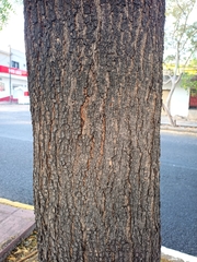 Azadirachta indica