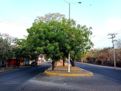 Azadirachta indica