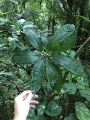 Anthurium pentaphyllum pentaphyllum