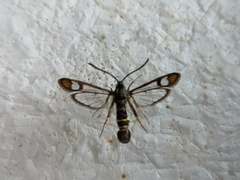 Synanthedon conopiformis