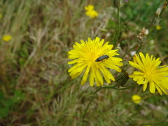 Oedemera virescens
