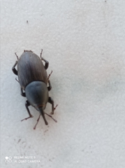 Sphenophorus striatopunctatus