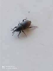 Sphenophorus striatopunctatus