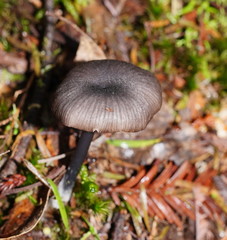 Entoloma albidocoeruleum