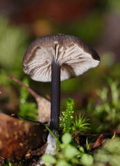 Entoloma albidocoeruleum