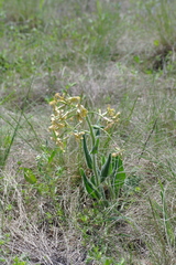 Hesperis tristis