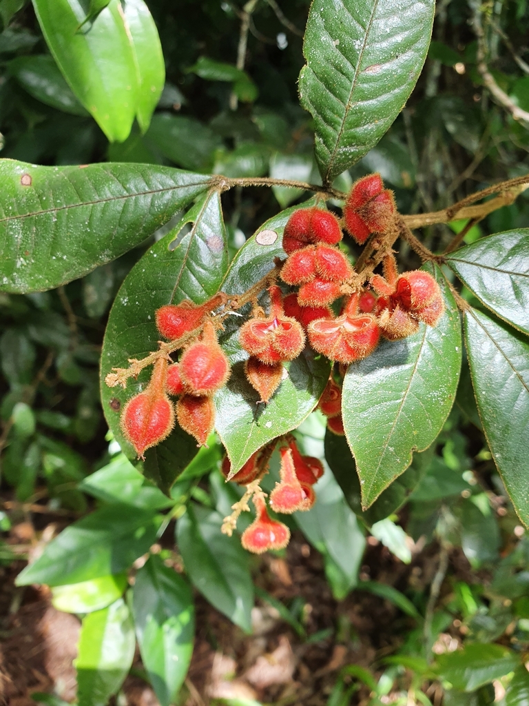 Mischocarpus lachnocarpus