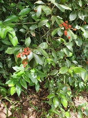 Mischocarpus lachnocarpus