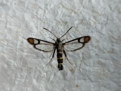 Synanthedon conopiformis