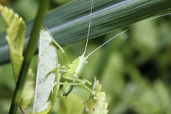 Tettigonia orientalis