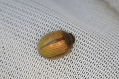 Paropsisterna hectica