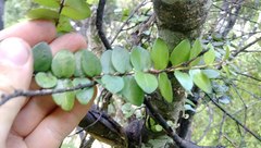 Metrosideros carminea