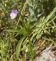 Viola hymettia