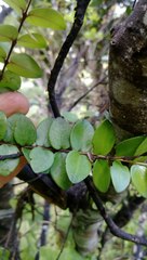 Metrosideros carminea