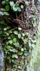 Metrosideros carminea