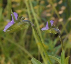 Viola hymettia