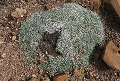 Helichrysum sessilioides image