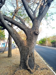 Enterolobium cyclocarpum