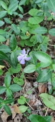 Vinca minor