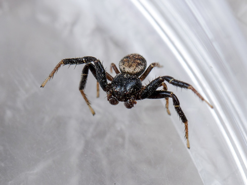 Bassaniodes tristrami · iNaturalist