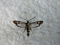 Synanthedon conopiformis