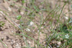 Festuca maritima