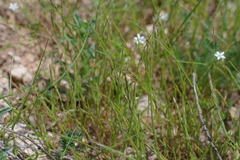 Festuca maritima
